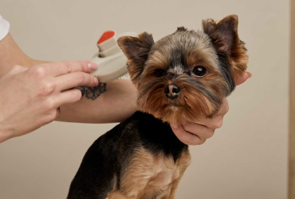 Стрижка йоркширского терьера