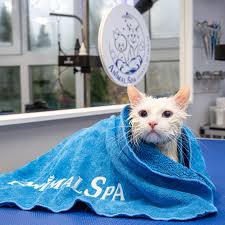 Котик в полотенце